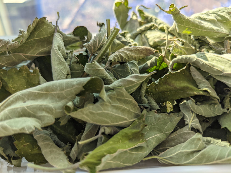 Thumbnail: Tea: Sun-dried Anise Hyssop Tea