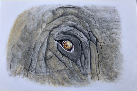 Elephant Eye