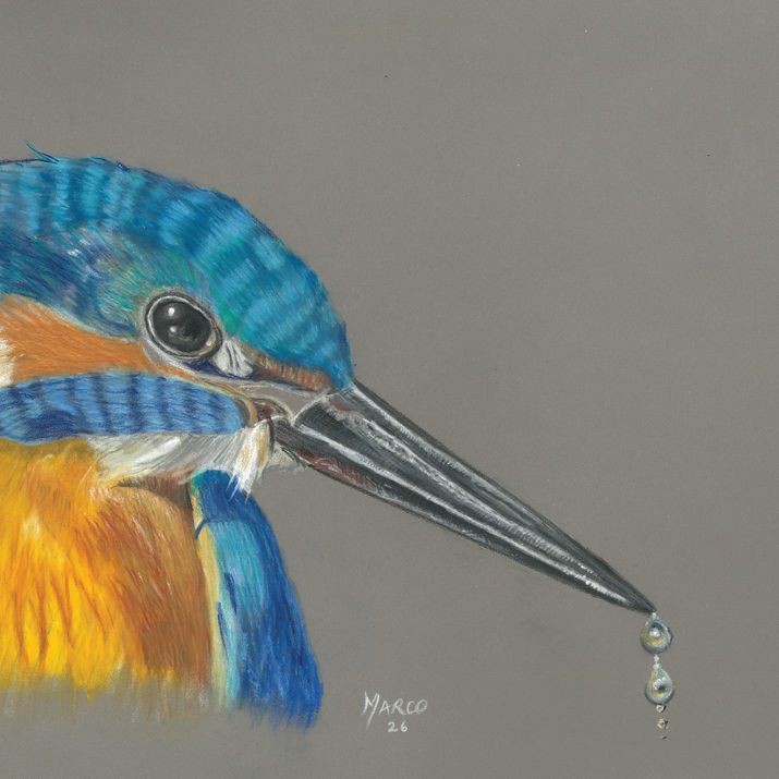 Kingfisher fishing a pastel work by Marco