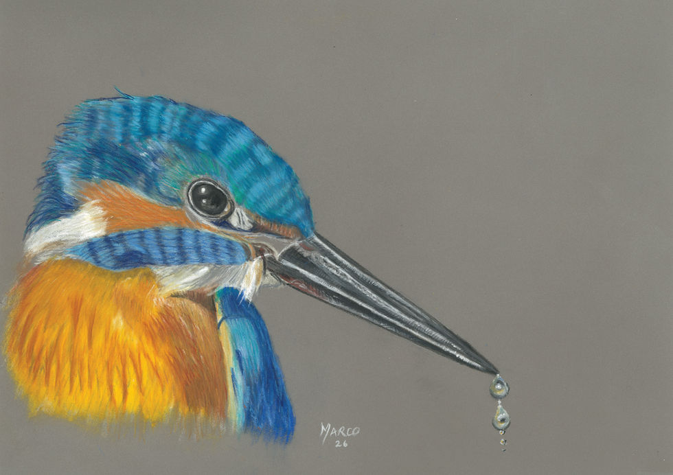 Kingfisher fishing a pastel work by Marco