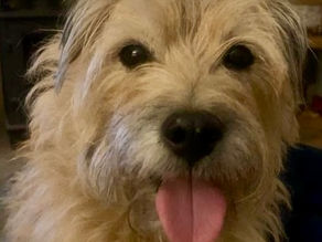 Overcoming the "Heinz 57" Dog Portrait hurdles