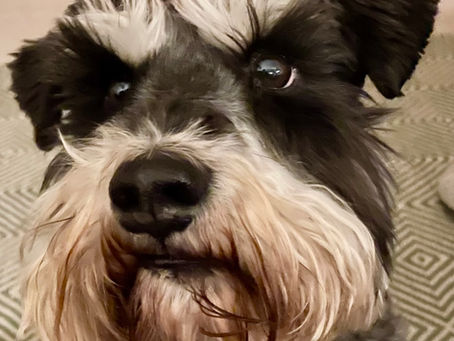 How to Draw a Miniature Schnauzer Portrait in Pastel Pencils: Zestit Pencil Blend Tutorial & Tips