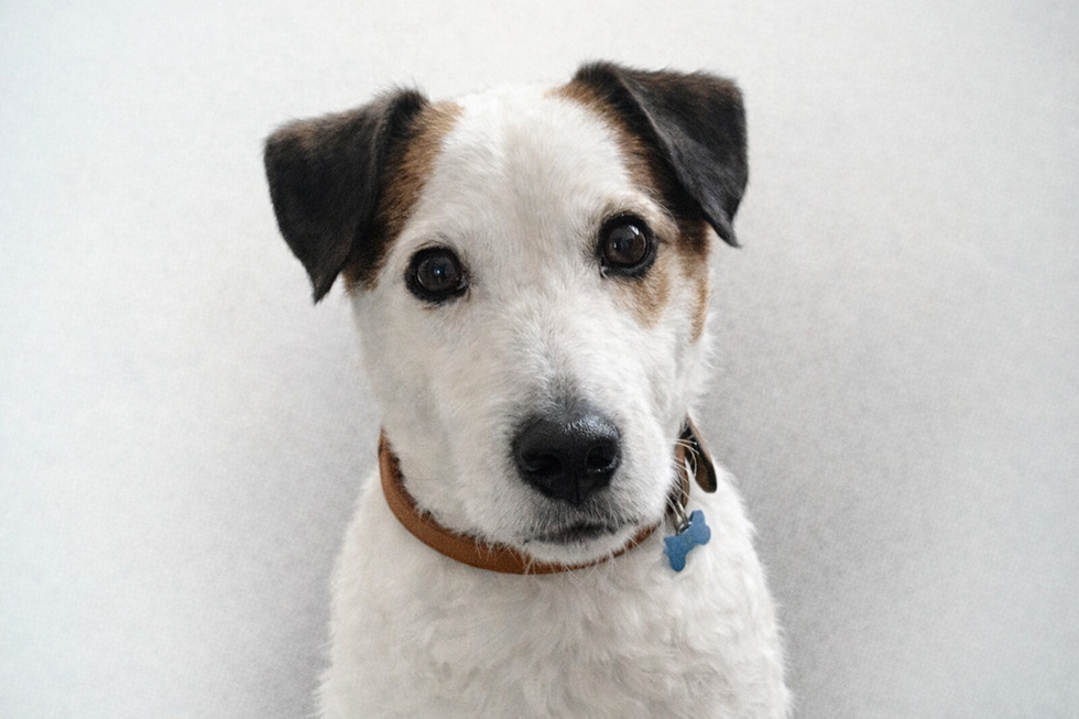 Pet Portraits as Memorials to the Faithful Companion