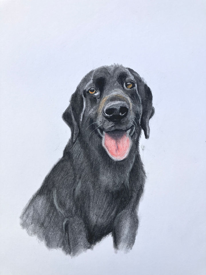 Black Labrador "Dexter" in Charcoal Dog Portrait
