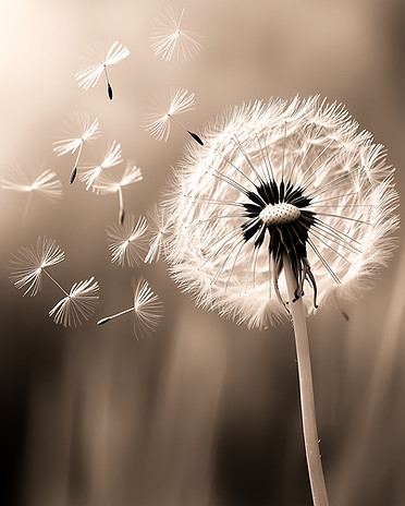 yuvalna_Create_a_captivating_monochrome_image_of_a_dandelion_in_95364e28-d757-416f-8202-53