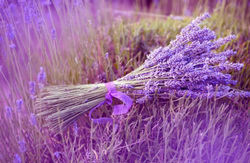 kIDS cLUB Lavender Mothers Day