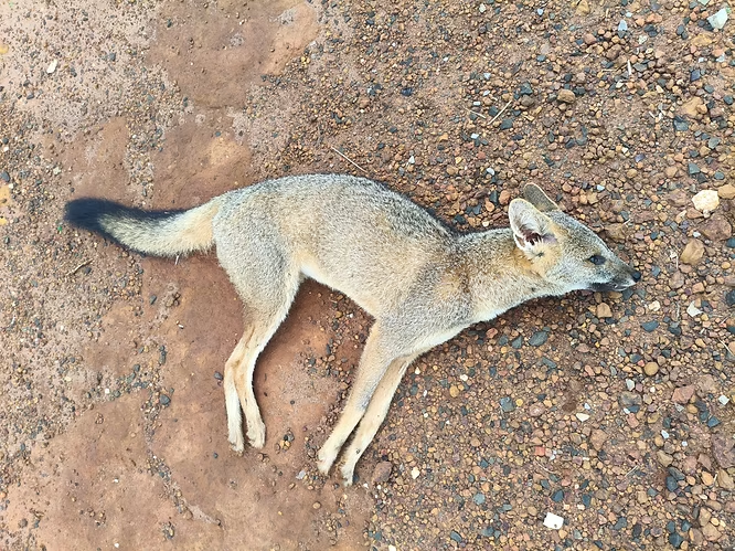Quando o caminho vira ameaça: monitoramento investiga os impactos das rodovias sobre a fauna no Cerrado goiano
