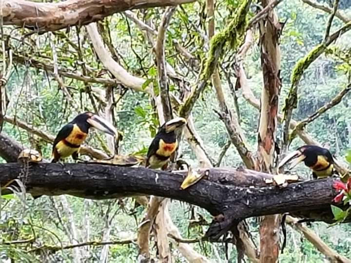 AVISTAMIENTO DE AVES