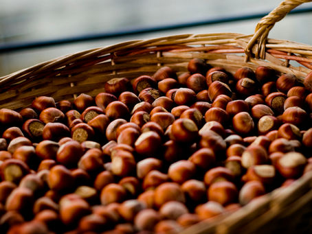 "Misto Chiavari" Hazelnut production