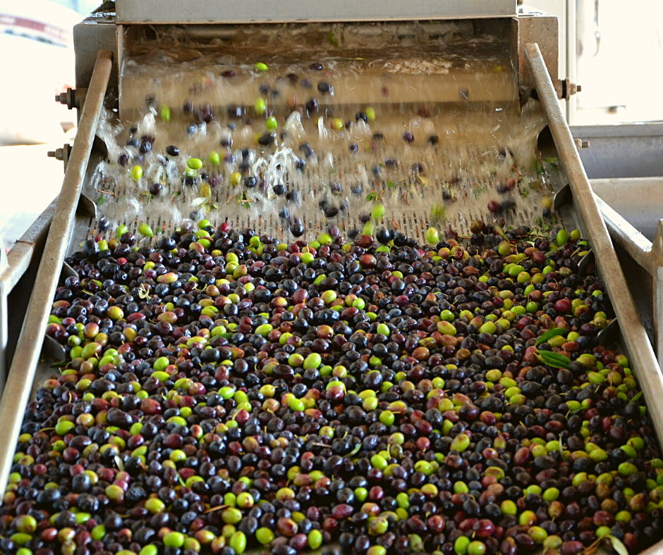 Olives on the conveyor belt to be cleaned and washed