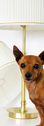 cão Pinscher à frente de dois abajures franzidos pérola com soutache dourado