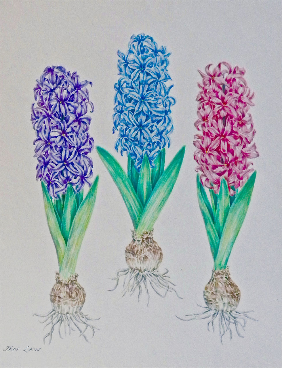 "Spring Hyacinths"