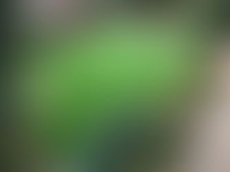 Attractive New Front Garden in Deal