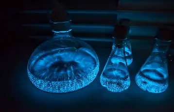 Bioluminescence.webp