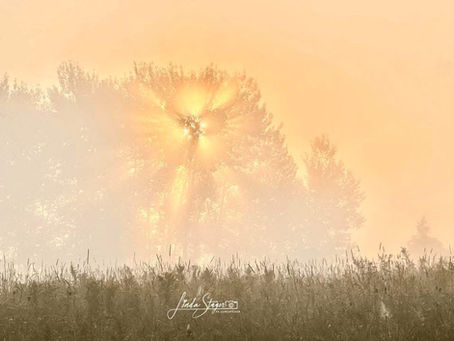 Light Always Finds It’s Way