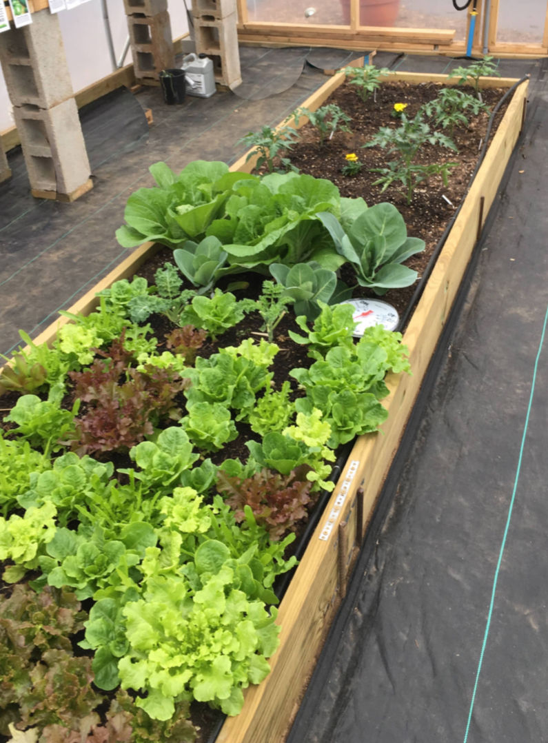 A raised bed divided between mature lettuce and newly planted seedlings
