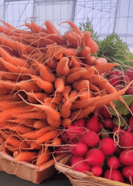 Basket of freshly harvested carrots and radishes inside a greenhouse