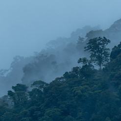 PROYECTO CARDAMOMO.jpg
