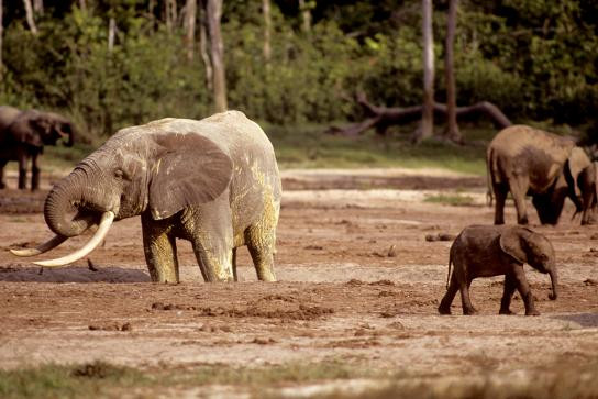 Elefantes eram da espécie florestal, além daqueles da Savana da Universidade de Illinois