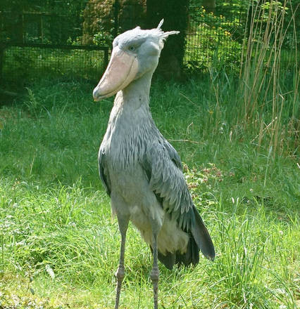 Bico-de-Tamanco