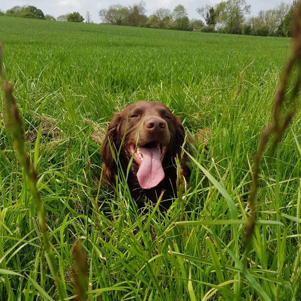 Gallery WagALot Dogs Day Care, Dog Walking and training