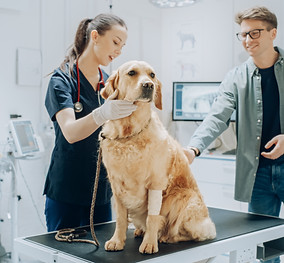 Young Man in Glasses, Accompanying His Pet Golden Retriever at Doctor's Appointment at Vet