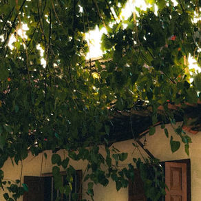 Under the Mango tree