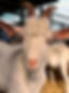 IMG_3764.jpeg