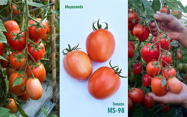 野菜 Maaya MS-98 | Mayaseeds