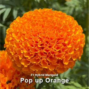 Information Pic  New Marigold-01.jpg