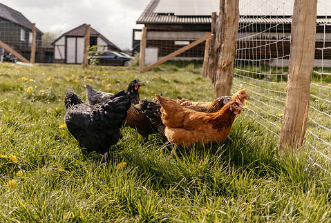 Hühner im Garten Landurlaub