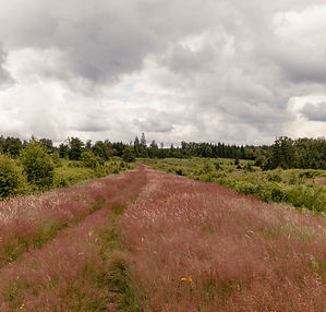 The High Fens near Monschau