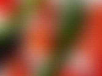 園だより7月号のお知らせ