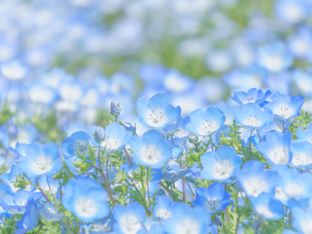 園だより5月号のお知らせ