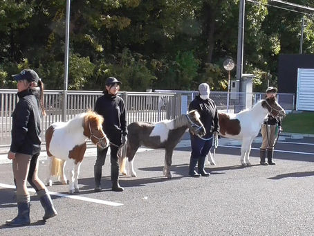 馬体験
