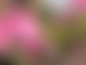 園だより3月号のお知らせ