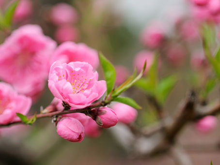 園だより3月号のお知らせ