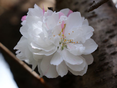 園だより3月号のお知らせ