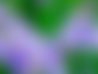 園だより6月号のお知らせ