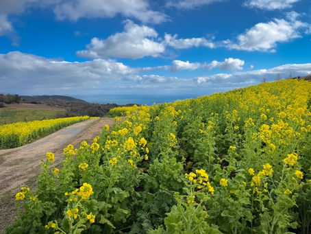園だより4月号のお知らせ
