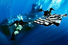 seal flag.jpeg