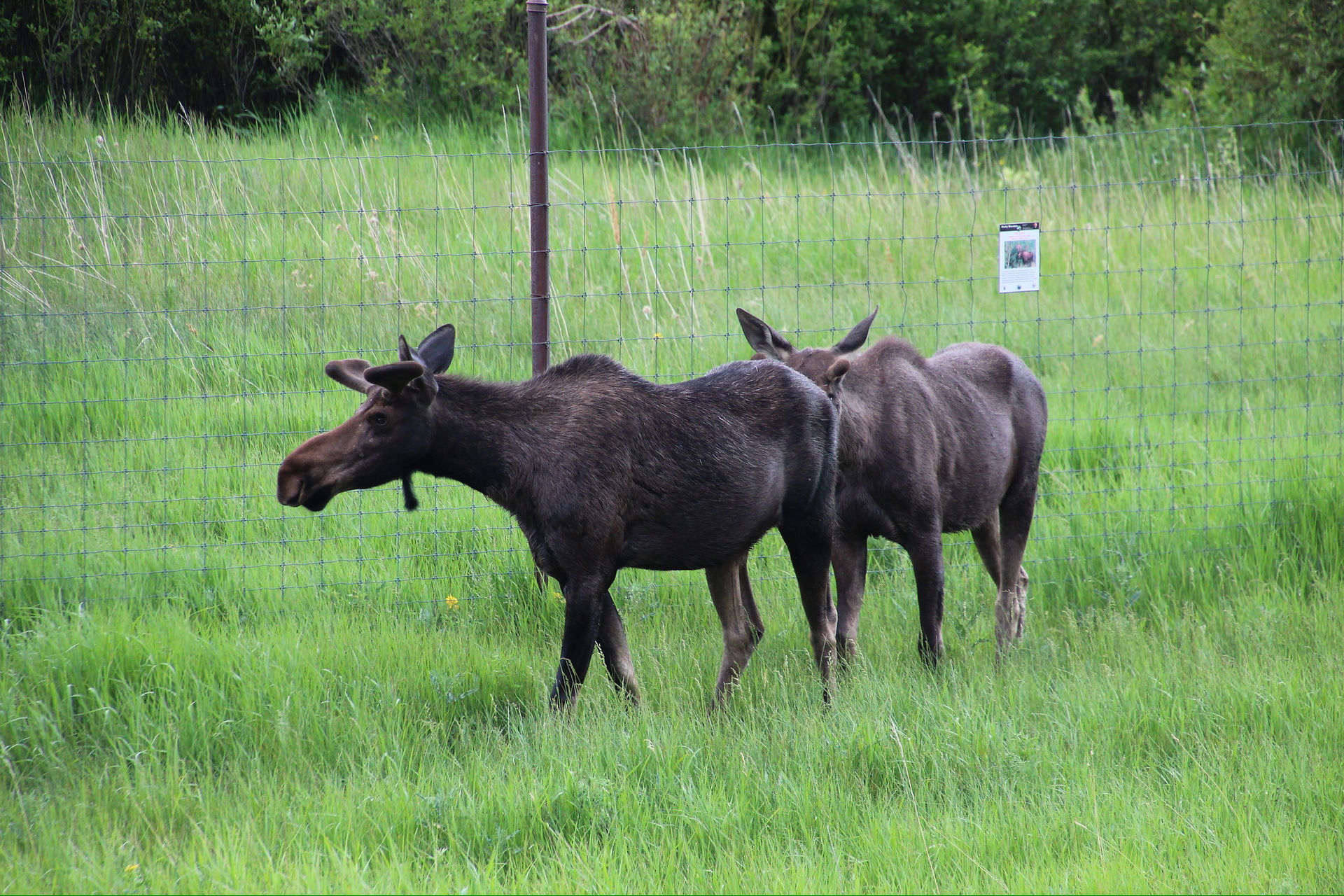 Rocky Mountain National Park moose along fence