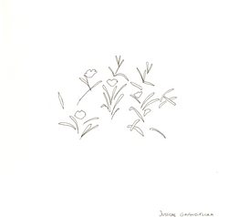 jussica grandiflora_edited