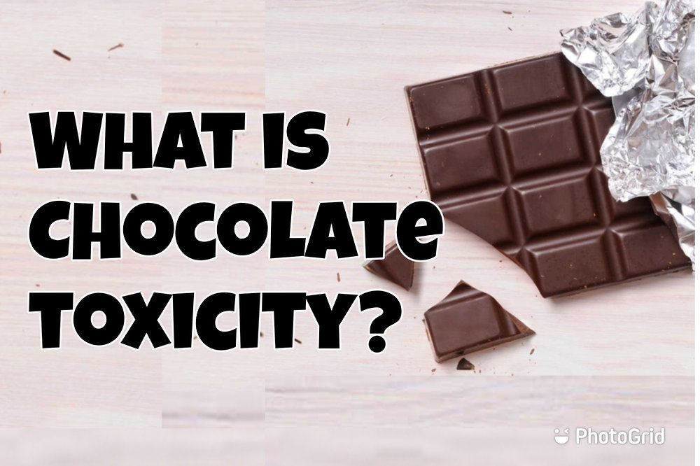 Image showcasing What is chocolate toxicity for dogs?