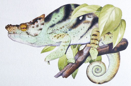 parson's chameleon_1.jpg
