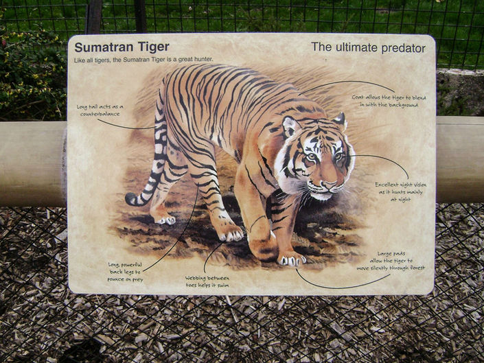 Sumatran Tiger_1.jpg