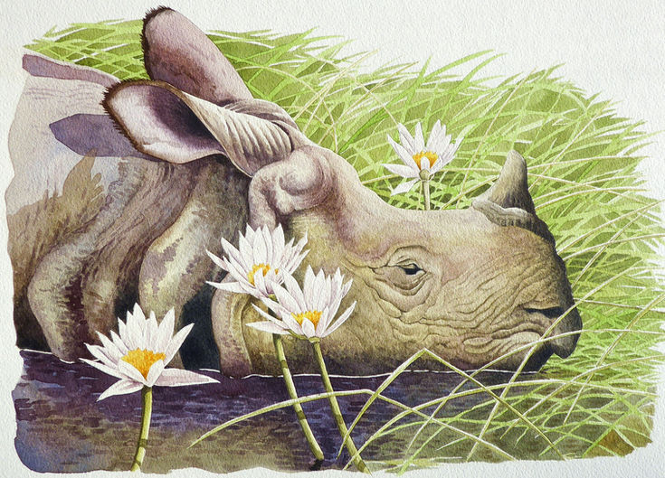 Greater one-horned Rhino_1.jpg