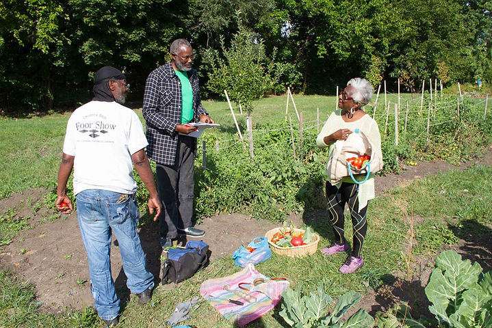 community, harvest, vegetables, purple oasis, community garden