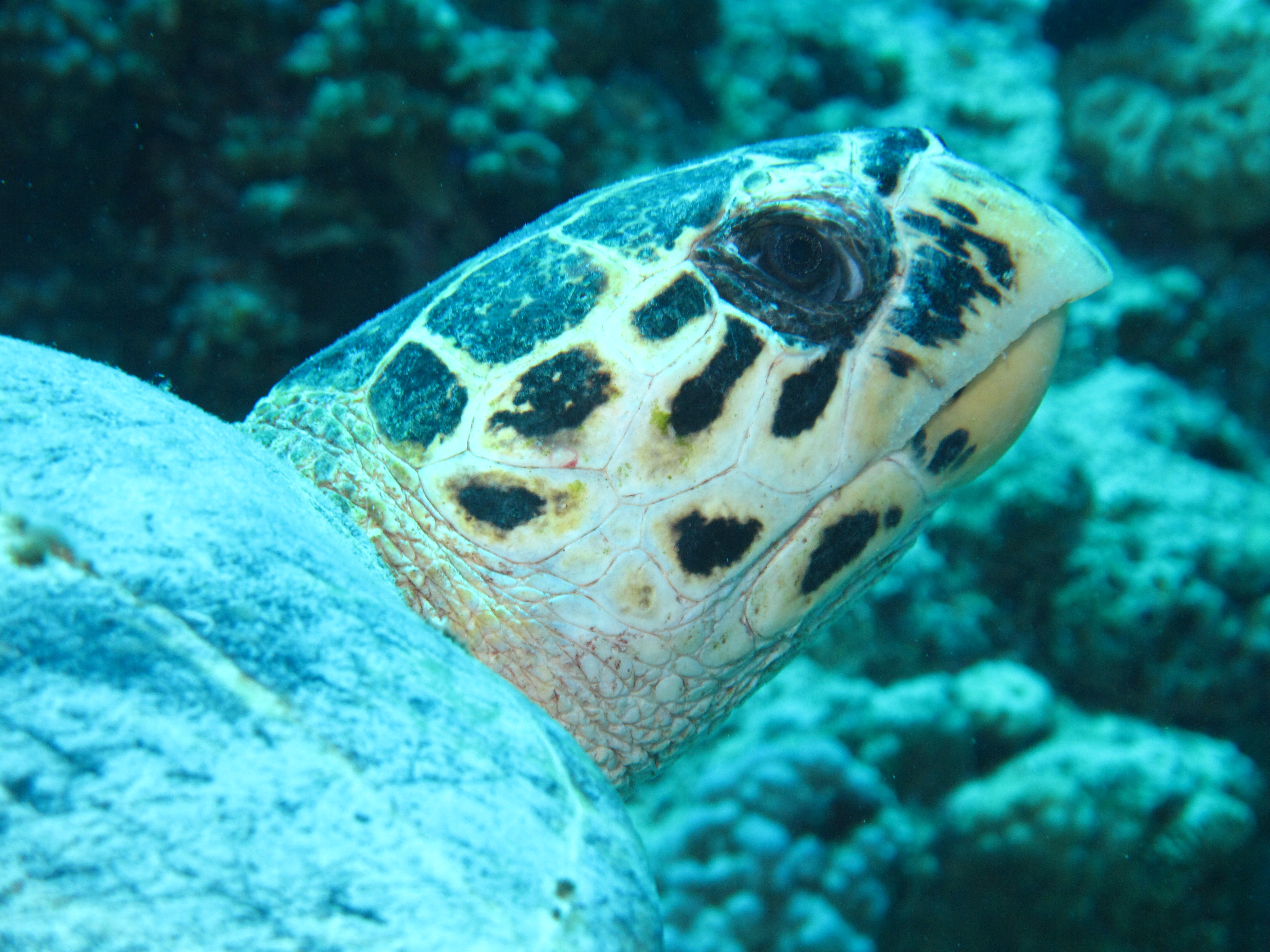 EAST PANDAN REEF