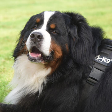 Chester - The Good Dog Academy Testimonial